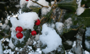 berries with snow on them