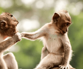 3 Dancing Monkeys from Pragmatic Play
