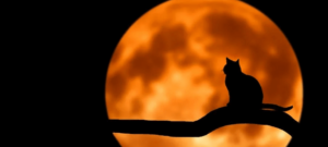 ´´Yggdrasil Unleashes Devour the Weak´´ The moon with a cat in front on a brench
