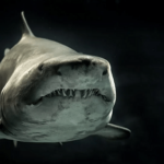 Relax Gaming Delivers a Snappy Gameplay Experience in Shark Wash