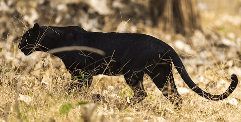 Wazdan's Mighty Wild: Panther