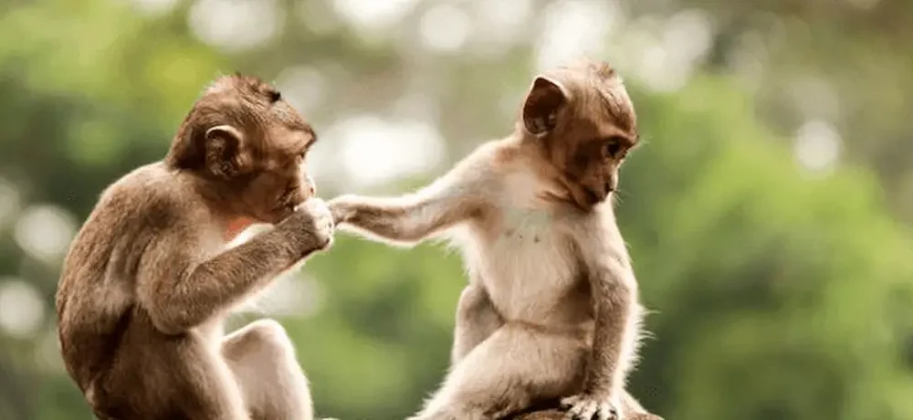 3 Dancing Monkeys from Pragmatic Play