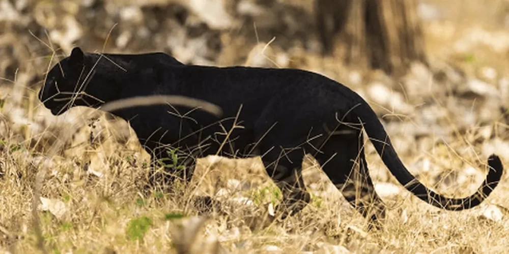 Meet the Magnificent Cat Deep Inside the Jungle with Wazdan’s Mighty Wild: Panther